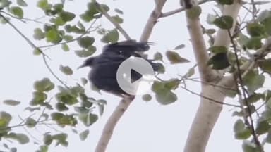 रतलाम नगर: लक्ष्मी नारायण मंदिर में पीपल के पेड़ पर फंसे कौवे को लोगों ने चाइनीज मांझे से रेस्क्यू कर बचाई जान