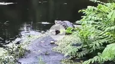 मुंगेर: गंगा नदी की बाढ़ में तीन मगरमच्छ बह गए थे, वीडियो आया सामने