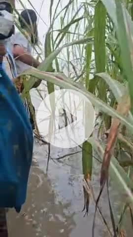 पूरनपुर: ट्रांस शारदा क्षेत्र में नदी के प्रकोप से डरे किसान, शारदा से मांगी जीवन और जमीन की सलामती, अर्पित किया भोजन