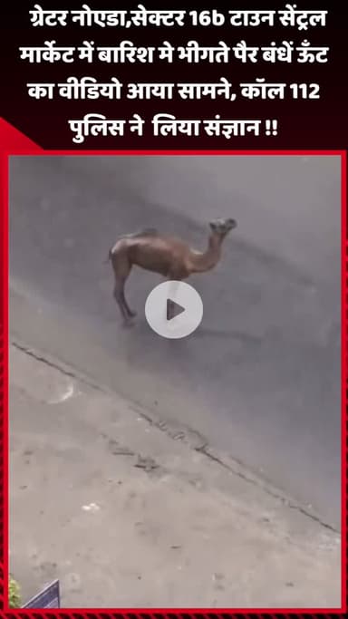 जेवर: ग्रेटर नोएडा, सेक्टर 16B टाउन में बारिश में भीगते पैर बंधे ऊंट का वीडियो आया सामने, कॉल 112 पुलिस ने लिया संज्ञान