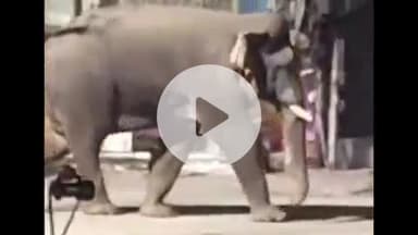 हरिद्वार: जगजीतपुर में आबादी में घुसा जंगली हाथियों का झुंड, वन विभाग की टीम ने जंगल में खदेड़ा; वीडियो वायरल