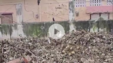 झांसी: प्रेमनगर के नगरा में बिना अनुमति के काटा गया हराभरा विशाल पीपल का पेड़, सैकड़ों पक्षियों की हुई मौत