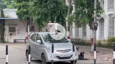 मुज़फ्फरनगर: कलेक्ट्रेट परिसर में हड़कंप, बच्चा बना ‘कुत्ता’, पुलिस भी रह गई दंग, कुत्तों के बीच जीभ निकालकर दौड़ता-भौंकता दिखा बच्चा