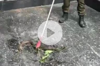 हरिद्वार: जमालपुर कलां में घर में निकला सांप, वन विभाग की स्नैक रेस्क्यू टीम ने काफी मेहनत के बाद पकड़ा