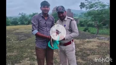 धार: धार जिले के मांडू में मिला विदेशी ईगल आउल उल्लू, वन विभाग ने जांच शुरू की