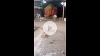 झांसी: अंबाबाय में मंदिर परिसर में दबंग ने जानवर बांध दिए, स्थानीय लोगों ने वीडियो वायरल कर प्रशासन से कार्रवाई की मांग की