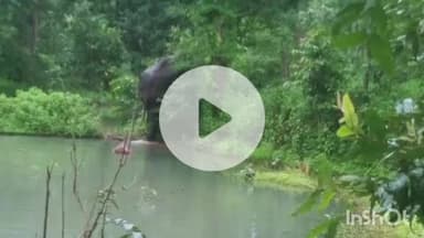 पुष्पराजगढ़: तरंग में पहुंचा हाथी, खेत में लगी फसलों को बनाया आहार