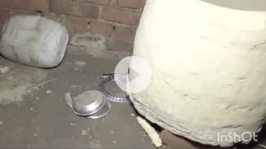 सिरोंज: कुरवाई मार्ग पर स्थित एक मकान से सर्प मित्र परवेज ने जहरीले सर्प का किया रेस्क्यू, सुरक्षित जंगल में छोड़ा