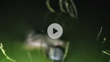 कांके: पिठौरिया थाना क्षेत्र के तालाब से युवक का शव बरामद, पुलिस जांच में जुटी