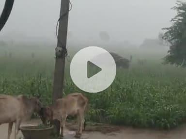 फलोदी जिले में भारी बारीक का दोर शुरू दिनांक 31/8/2025 को गांव रड़का बेरा 

फलोदी