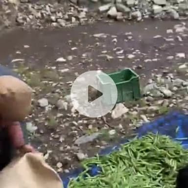 मोरंग: किन्नौर के कुनो चारंग क्षेत्र में फंसी मटर का किया जा रहा रिपेकिंग, ठेकेदार को हो रहा नुकसान, वीडियो किया गया जारी