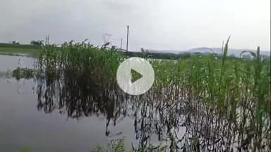 नूह: गांव दोहा में बरसात के कारण हुए जलभराव से करीब 150 एकड़ ज्वार बाजरा प्याज़ आदि किसानों की फसल खराब#janmsamasya