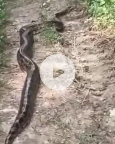 जगाधरी: वन्य अधिकारी ने खिजरी गांव के पास खेतों में देखा अजगर सुरक्षित जंगल की तरफ मोडा वीडियो भी बनाया