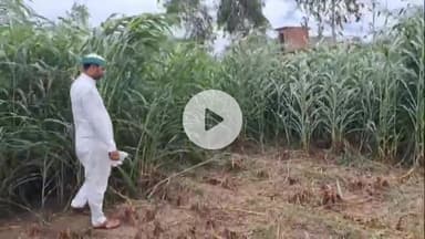 नौगावां सादात: लगातार हो रही बारिश से किसानों की फसल बर्बाद, भाकियू लोक शक्ति के राष्ट्रीय सचिव ने मुआवजे की मांग की