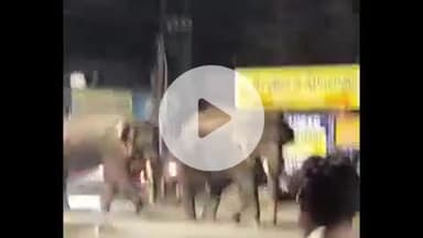 हरिद्वार: जगजीतपुर में चार जंगली हाथियों का झुंड फिर आया, जान जोखिम में डालकर वीडियो बना रहे लोग, वीडियो हुआ वायरल
