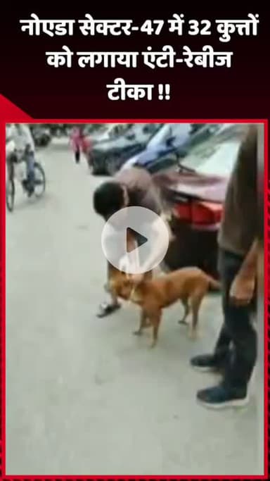 दादरी: नोएडा सेक्टर-47 में 32 कुत्तों को लगाया गया एंटी-रेबीज टीका