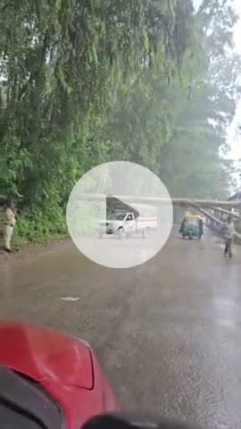 बद्दी: बददी बरोटिवाला रोड पर पुलिस स्टेशन के पास गिरा विशालकाय पेड़, कोई जानी नुकसान नहीं