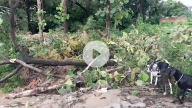 मैनपुरी: दन्नाहार क्षेत्र के निवासी पीड़ित ने दबंगों पर खेत में लगे हरे पेड़ काटने का आरोप लगाया, थाने में की शिकायत