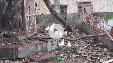 झांसी: बेजुबान पक्षियों की मौत मामले में वन विभाग की टीम ने नगरा में पीपल का पेड़ काटने वाले शख्स पर दर्ज किया मुकदमा