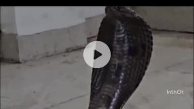 इंदौर: धार रोड पर आश्रम के पीछे कुएं में गिरा जहरीला कोबरा, रेस्क्यू किया गया, वीडियो वायरल