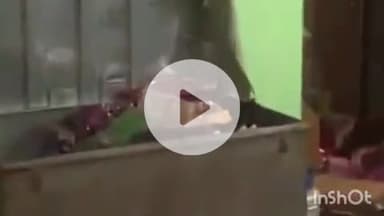 पलवल: घुघेरा गांव में दो मंजिला मकान से कैश-जेवर की चोरी, पीछे के रास्ते घुसे चोरों ने अलमारी और संदूक तोड़े