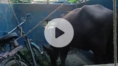 घोसी: चुनुकपुर गांव से चोरी हुई मवेशी को पशु स्वामी ने पुलिस की मदद से इस्लामपुर से बरामद किया