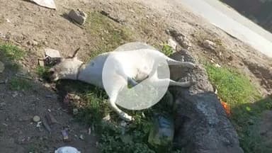 चौपारण: चौपारण में ज्योति ब्रदर्स के सामने मरा बछड़ा सड़ने से दुर्गंध, एनएचआई ठेकेदार पर लापरवाही का आरोप