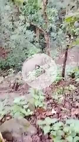 Khairaha Thana garam Kathai mein hathi aaya Hai