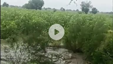 बालसमंद: हिसार में बासड़ा माइनर नहर टूटी, 100 एकड़ में जलभराव, तीन गांवों की फसलें प्रभावित