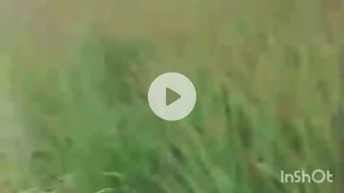 पलवल: धतीर में तेजाब से किसान की फसल सड़ी, कंपनी पर आरोप, सरकार और प्रशासन से न्याय की गुहार