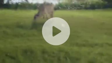 तिल्दा: नेवरा में करोड़ों रुपए की लागत से बने गार्डन में अंधेरा और मवेशियों का जमवाड़ा, कांग्रेसी पार्षद ने उठाए सवाल