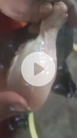 sabhi log savdhan rahe  murga na khaye murge mei  kide nikal rahe hain. Sultanpur Patti