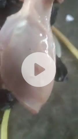 Mera sabhi bhaiyon se anurodh hai koi murga na khave