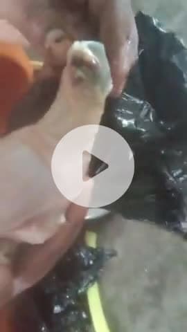 Sultanpur Patti murge mein kide nikal rahe hain