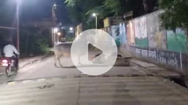 सिराथू: शाम होते ही दारानगर और कड़ा की सड़कों पर गौवंश का कब्जा, राहगीरों को आने-जाने में होती हैं दिक्कतें