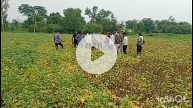 ताल: पीला मोजक से खराब फसलों का निरीक्षण करने विकास खंड के कई गांवों में पहुंचे अधिकारी