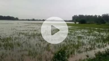 बीसलपुर: खन्नौत नदी के उफान आने के बाद बिलसंडा इलाके में किसानों की फसल जलमग्न