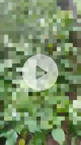 बीसलपुर: बराही रेंज के जंगल में घर से लापता युवक का शव फांसी के फंदे पर लटकता मिला