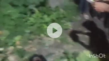 धरमपुरी: महेश्वर रोड पर पंचमुखी हनुमान के सामने पेड़ पर चढ़े व्यक्ति की करंट लगने से हुई मौत