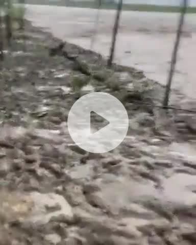 जगाधरी: हथिनीकुंड बैराज से पानी छोड़े जाने के बाद टापू कमालपुर में जारी है भूमि कटाव