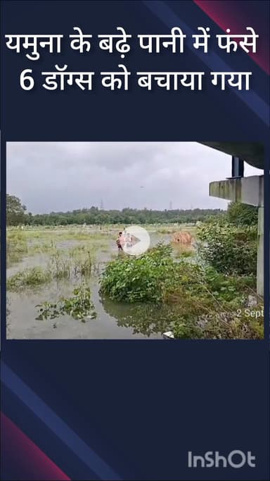 नजफगढ़: अक्षरधाम के निचले हिस्से में भरा यमुना का पानी, गोताखोरों की टीम ने 6 कुत्तों को बचाया