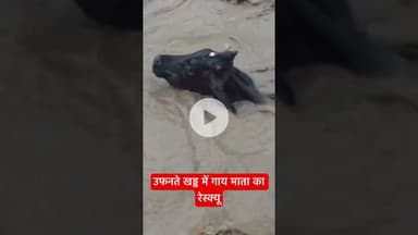 उफनते खड्ड में गाय माता का रेस्क्यू  #cowrescue #sirmaur