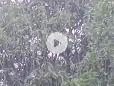 नौगावां सादात: नौगांवा तहसील क्षेत्र में लगातार बारिश से किसानों की फसल हुई बर्बाद, मुआवजे की मांग