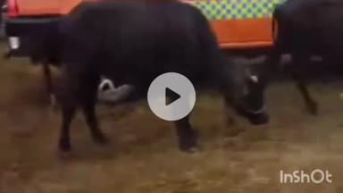 पलवल: यमुना का जल स्तर बढ़ने पर जिला प्रशासन ने बाहुबलीपुर गांव को पूरी तरह खाली करवाया