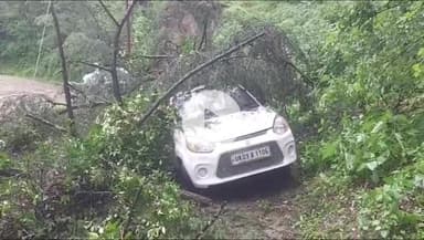 राजगढ़ी: बड़कोट अपर यमुना वन प्रभाग कार्यालय परिसर में एक बड़ा पेड़ गिर गया, पेड़ की चपेट में आने से कर्मचारी बाल-बाल बचे