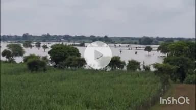 धौलपुर: जिले में बादलों से बरस रही आफत से किसान परेशान,खेतों में खड़ी खरीफ की अधिकतर फसल हुई खराब #jandamasya