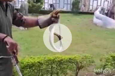 हरिद्वार: तुलसी चौक स्थित बिजली घर में सांप निकलने से हड़कंप, वन विभाग ने काफी मशक्कत के बाद किया रेस्क्यू