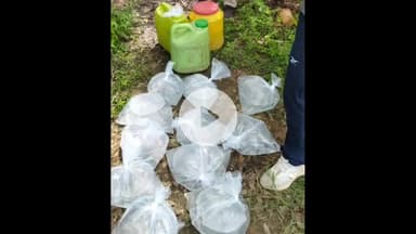 नबीनगर: सरपंच बिगहा से 110 लीटर शराब बरामद, 300 लीटर महुआ किया गया नष्ट