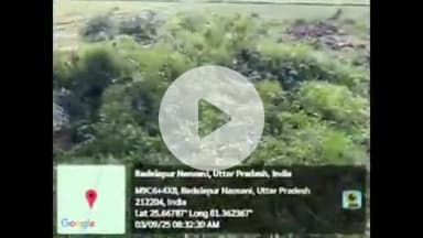 सिराथू: ननसैनी में हरे विशाल नीम के पेड़ काटे जाने का जीपीएस वीडियो वायरल, पुलिस और वन विभाग पर मिलीभगत का आरोप