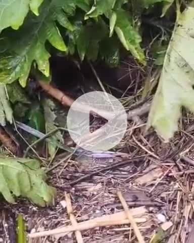 जगाधरी: यमुना नहर में बहे दो युवकों में से एक का शव बल्लेवाला के पास मिला, पुलिस ने शुरू की कार्रवाई